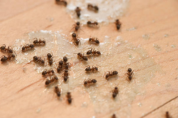 Best Mosquito Control Services  in Buckeye, AZ