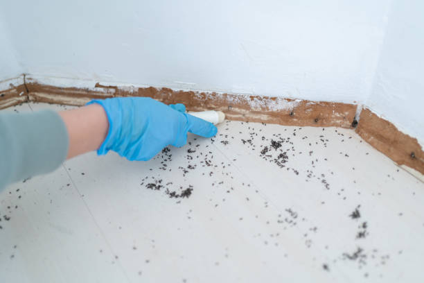 Best Termite Control Services  in Buckeye, AZ