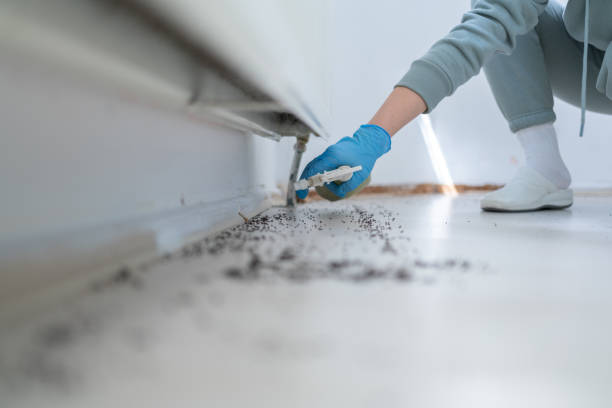 Best Wasp Removal Services  in Buckeye, AZ